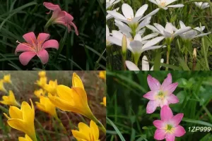 Zephyranthes Mixed