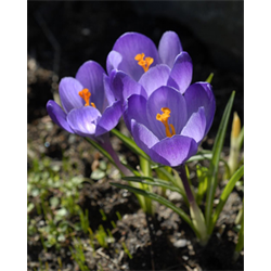 Crocus, Specie