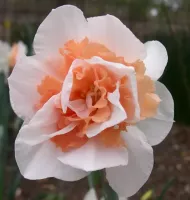 Daffodil Double Replete