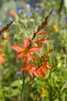 Crocosmia Emily McKenzie