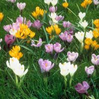 Crocus vernus Mixed