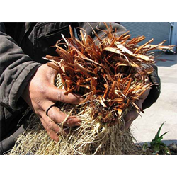 Siberian Iris Clumps - 'Mother Plants'