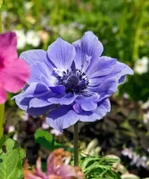 Anemone Coronaria Double Lord Lieutenant