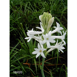Polianthes (Tuberose)