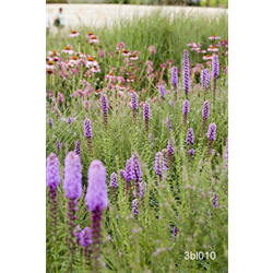 Liatris (Blazing Stars)