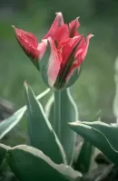 Tulip Viridiflora Esperanto