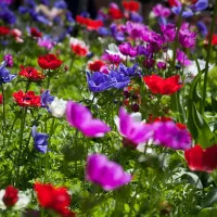 Anemone Coronaria De Caen Mixture