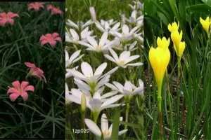Zephyranthes Collection (75 bulbs)