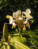Hedychium Flavum