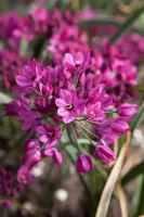 Allium Ostrowskianum