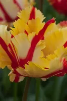Tulip Parrot Flaming Parrot