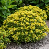 Sedum Bright Idea PP34396