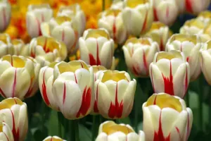 Tulip Single Late World Expression