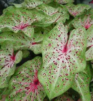 Caladium Dwarf Ms. Muffet