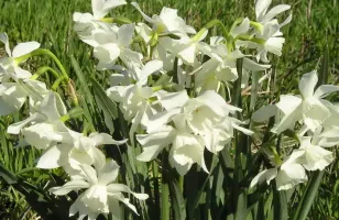 Daffodil Triandrus Thalia