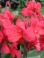 Canna Dwarf Scarlet Wave