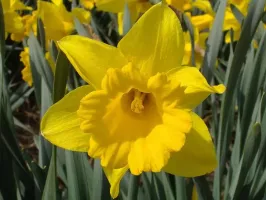 Daffodil Trumpet Unsurpassable