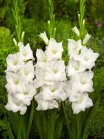Gladiolus White - Bulk Landscaping