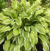 Hosta Albo-Marginata