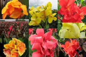 Canna Giant Mixed - Bulk Landscaping