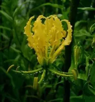 Gloriosa Lutea
