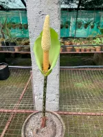 Amorphophallus Napalanse