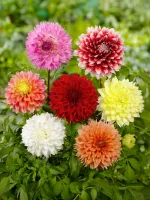 Dahlia Decorative Mixture