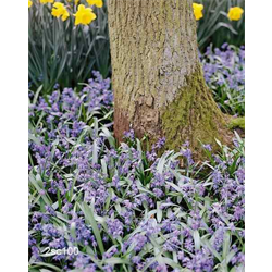 Scilla (Squill)