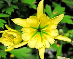 Hymenocallis Sulfur Queen