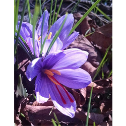 Crocus, Fall Flowering