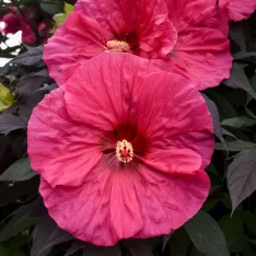 Hibiscus Evening Rose PP33366