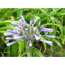 Agapanthus (Lily of the Nile)