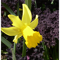 Daffodil, Cyclamineus