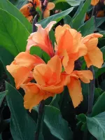 Canna Dwarf Tangelo
