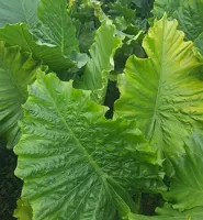 Alocasia macrorrhiza