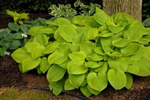 Hosta August Moon