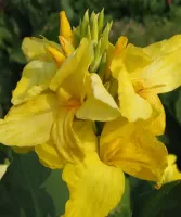 Canna Giant Harvest Yellow