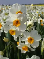 Daffodil Tazetta Geranium