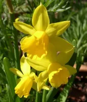 Daffodil Cyclamineus Tete a Tete