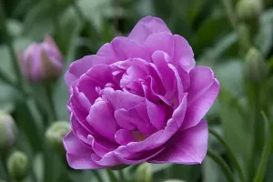 Tulip Double Lilac Perfection