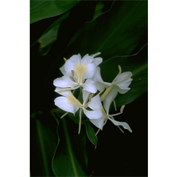Hedychium (Ginger Lily)