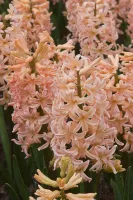 Hyacinth Gypsy Queen