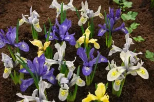 Dwarf Iris Mixed