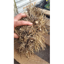 Hosta Clumps - 'Mother Plants'