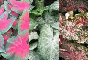 Caladium Fancy Leaf Collection (30 bulbs)