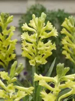 Tuberose Single - Super Gold