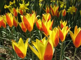 Tulip Species Clusiana Var. - Chrysantha