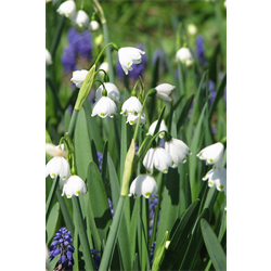 Leucojum (Snowflake)