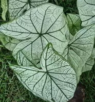 Caladium Dwarf Candidum Jr.