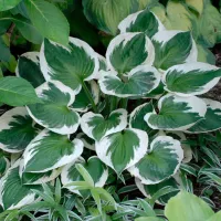 Hosta Minuteman